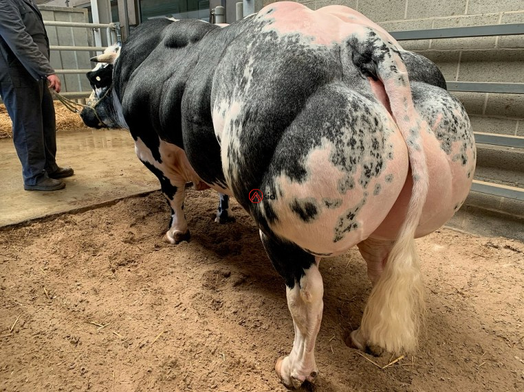 Newman-du-blanc-dos-be 756816419