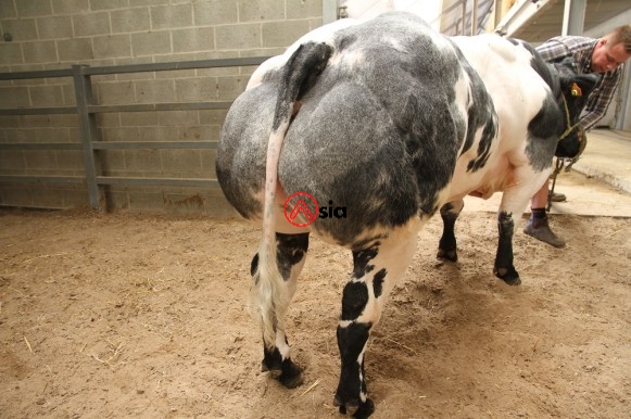 Norman-be 924241819-bbb