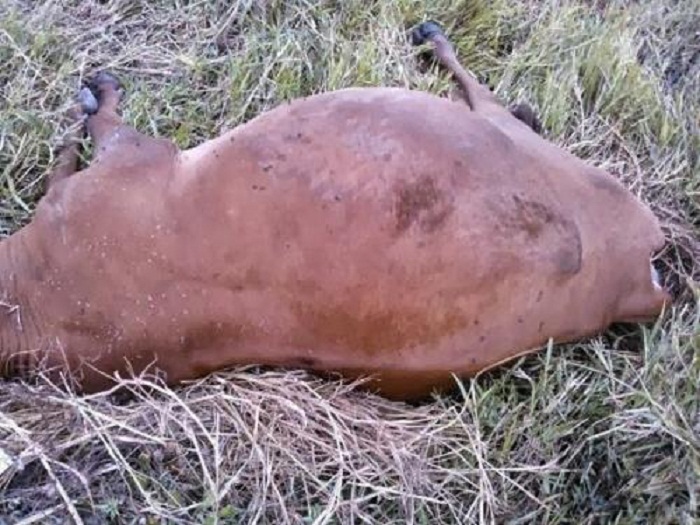 Bo-bi-chuong-hoi-da-co