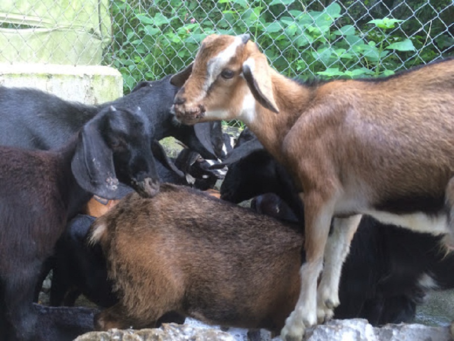 Cach-li-de-bị-benh-dau-de