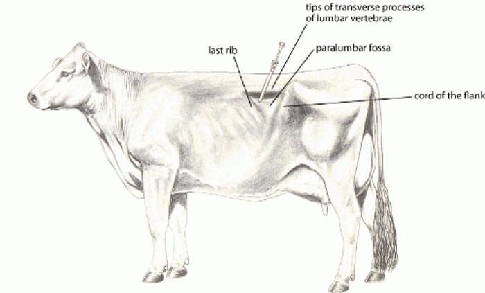 Cach-thong-hoi-cho-bo