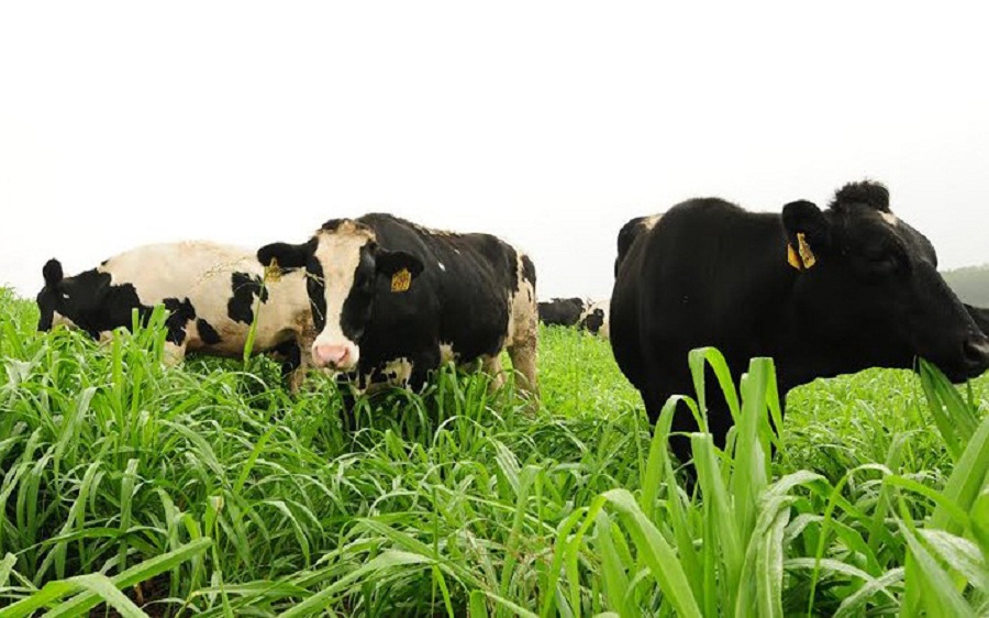 Co-sa-cho-gia-suc-an