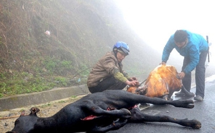 Gia-suc-chet-dot-ngot