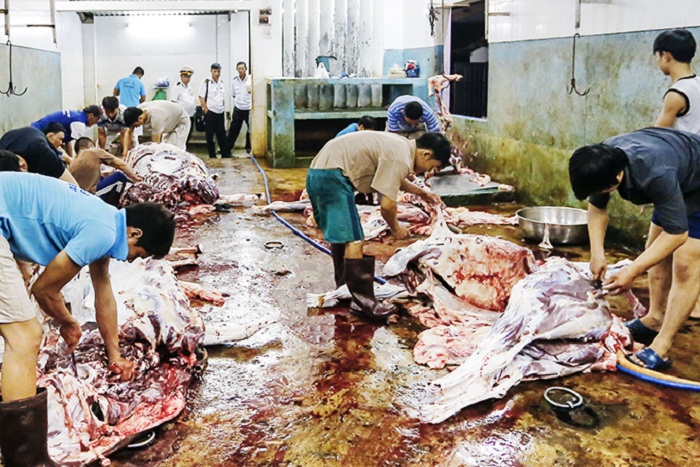 Khong-giet-mo-gia-suc-benh