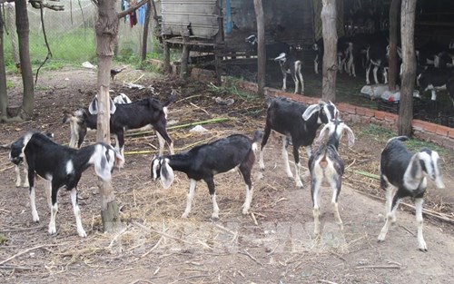 Mo Hinh Chan Nuoi De