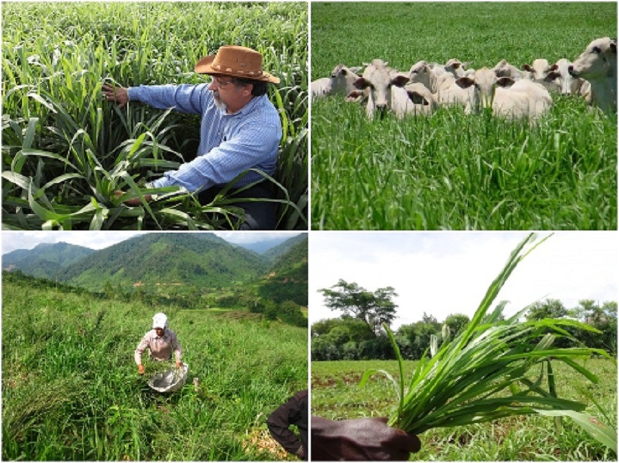 Mulato-2-thuc-an-cho-gia-suc