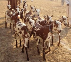 Nuoi-de-barbari-o-an-do