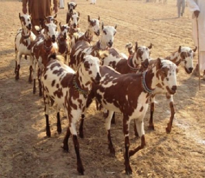 Nuoi-de-barbari-o-an-do