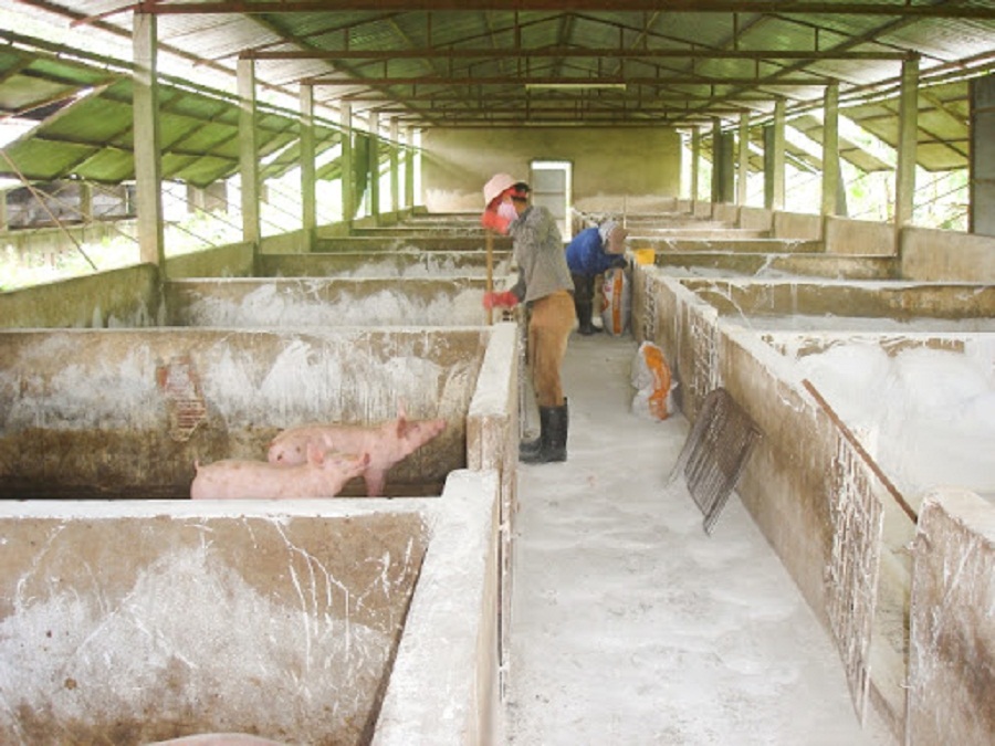 Rac-voi-bot-khu-trung