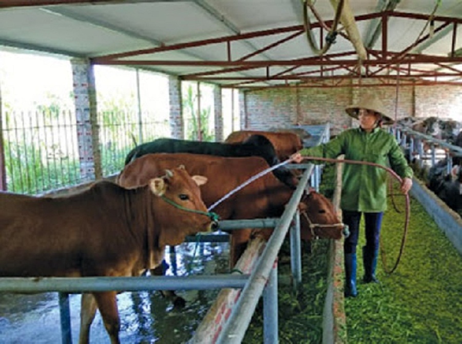 Su-dung-b-complex-cho-gia-suc