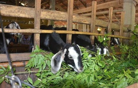 Thi Truong Tieu Thu Thit De