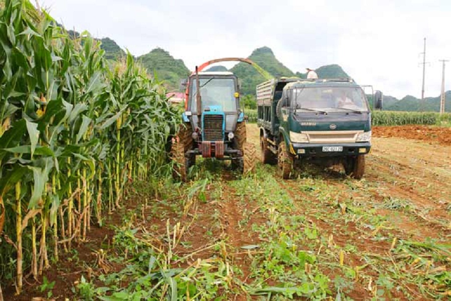 Thu-hoach-cay-ngo-su-dung-làm Bap-u-chua