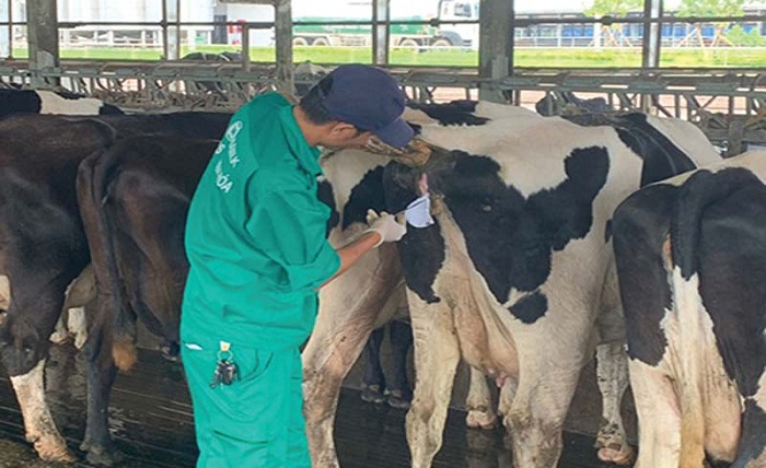 Thu-tinh-nhan-tao-cho Bo