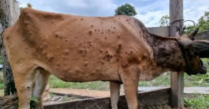 Bệnh Viêm Da Nổi Cục Lây Lan Mạnh ở Gia Lai_6129f66e12dca.jpeg