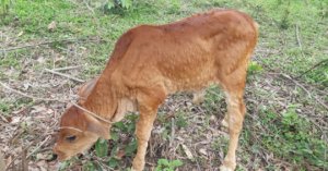 Bệnh Viêm Da Nổi Cục Lây Lan Vào Khánh Hòa_6129f634f393c.jpeg