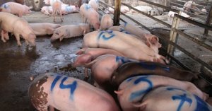 Campuchia: Xung đột Giữa Người Nuôi Lợn Và Doanh Nghiệp Nhập Khẩu_6129f58cb8352.jpeg