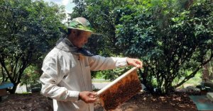 Hiệu Quả Nghề Nuôi Ong Mật ở Tiên Yên_6129f5736cb64.jpeg