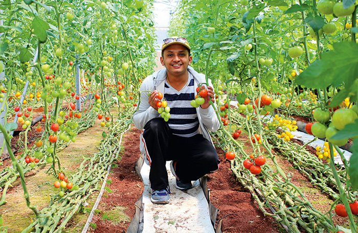 Isarel-trong-ca-chua