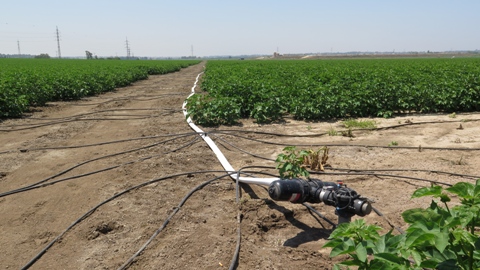 Israel-tuoi-nho-giot