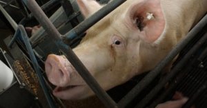 ‘luật 2,2 M Vuông/đầu Lợn’ đe Dọa Nghề Nuôi Lợn Mỹ_6129f5af14ef8.jpeg