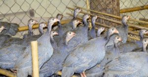 Nuôi Gà Sao Thương Phẩm Hiệu Quả Kinh Tế Cao_6129f6564e7a8.jpeg