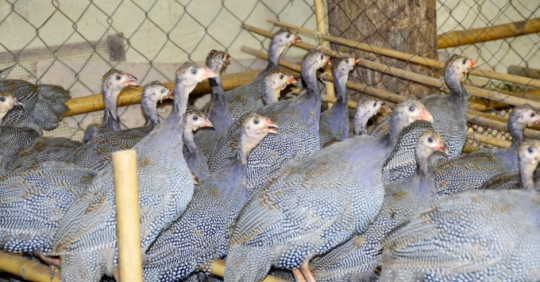 Nuôi Gà Sao Thương Phẩm Hiệu Quả Kinh Tế Cao_6129f6564e7a8.jpeg