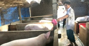 Nuôi Heo Có Lãi Nhờ Tự Chủ Con Giống_6129f661d0ef7.jpeg