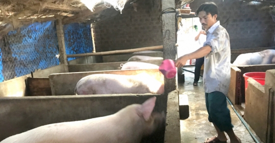 Nuôi Heo Có Lãi Nhờ Tự Chủ Con Giống_6129f661d0ef7.jpeg