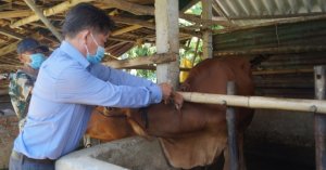 Quãng Ngãi: Bệnh Viêm Da Nổi Cục Trâu Bò ‘bung’ Toàn Tỉnh_6129f5baefdbd.jpeg