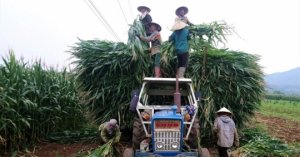 Tận Dụng 120 Triệu Tấn Phụ Phẩm Nông Nghiệp Làm Thức ăn Chăn Nuôi_6129f64889af5.jpeg