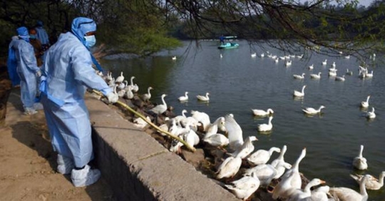 Trường Hợp đầu Tiên Tử Vong Do Cúm Gia Cầm H5n1_6129f5cac8af3.jpeg