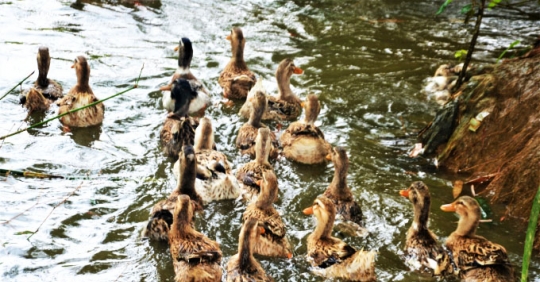 Giống Vịt Ngon Số Một Xứ Tuyên_6139c83bcede8.jpeg