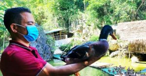 Vịt Cổ Lũng Hút Khách Du Lịch_6139c82fa1d2f.jpeg