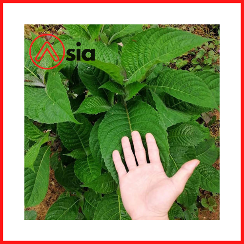 Che_khong_lo_0972502797.vn