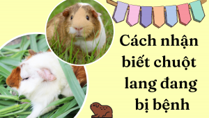 Cách Nhận Biết Chuột Lang đang Bị Bệnh