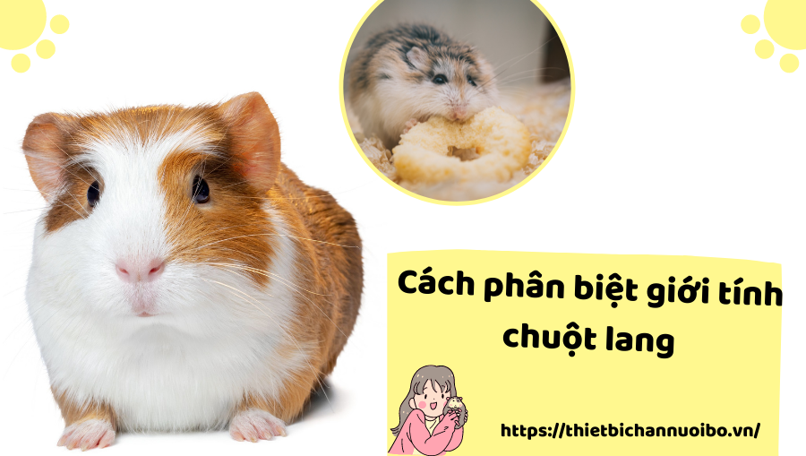 Cách Phân Biệt Giới Tính Chuột Lang