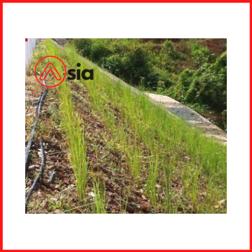 Giong_co_chong_soi_mon_vetiver_0972502797