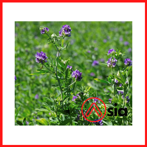 Hat_co_linh_lang_alfalfa_0972502797.vn