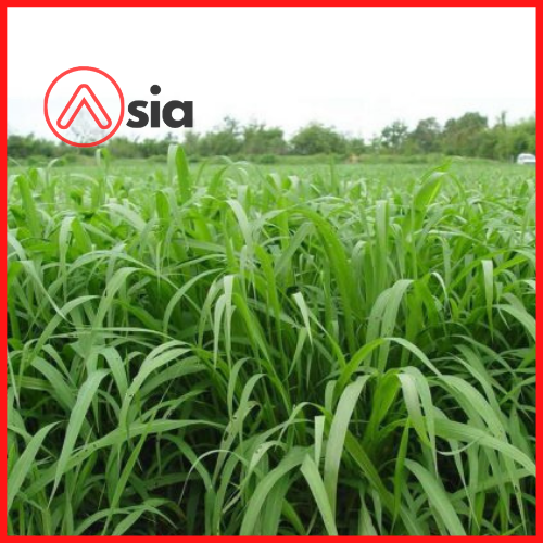 Hat_co_mombasa_0972502797