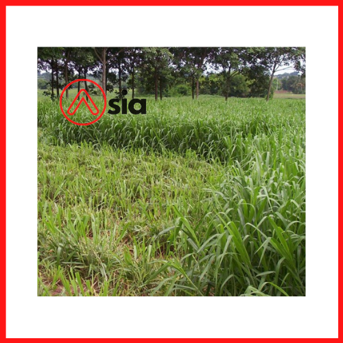 Hat_co_mulato_ii_0972502797.com