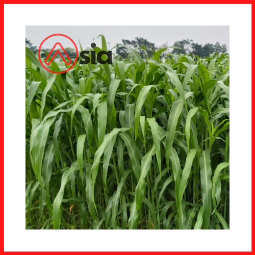 Hat_co_super_bmr_0972502797