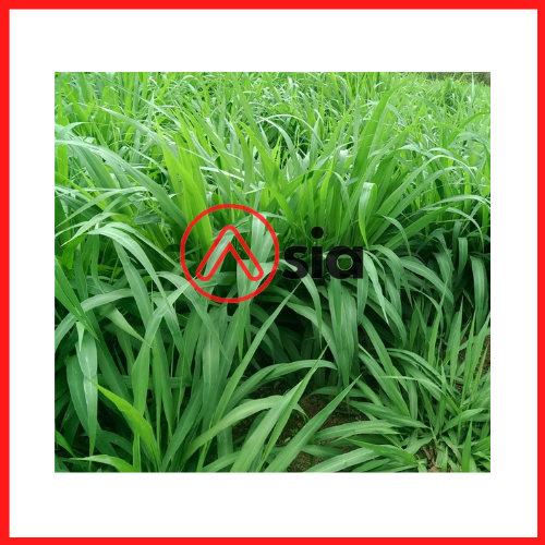 Hom_co_va06_0972502797