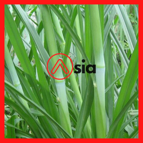 Hom_co_voi_xanh_0972502797