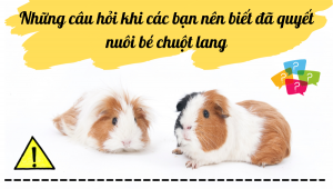Những Câu Hỏi Khi Các Bạn Nên Biết đã Quyết Nuôi Bé Chuột Lang