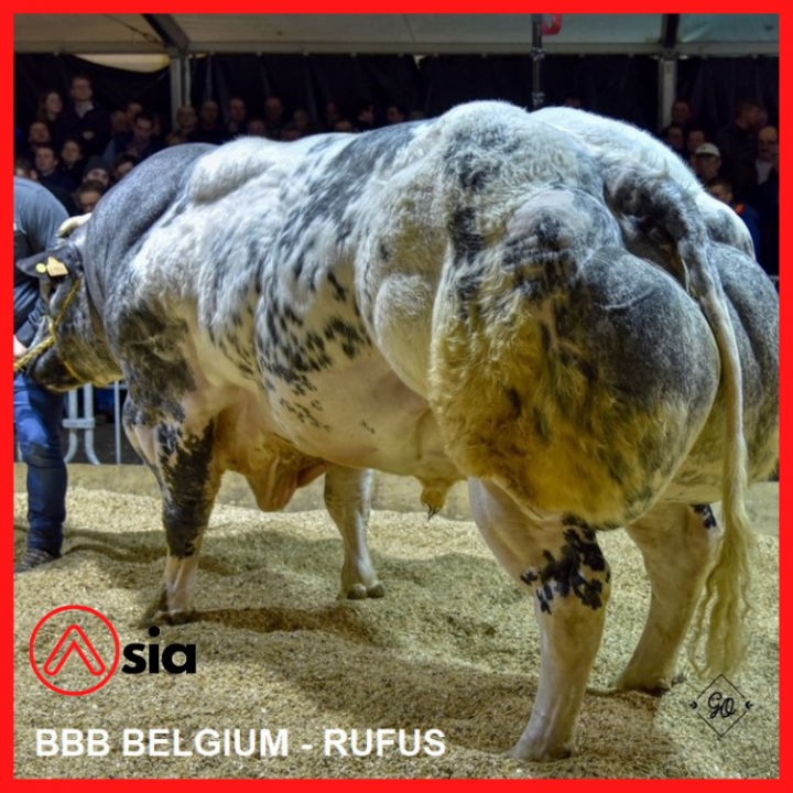 Tinh_bo_bbb_bi_rufus_0972502797