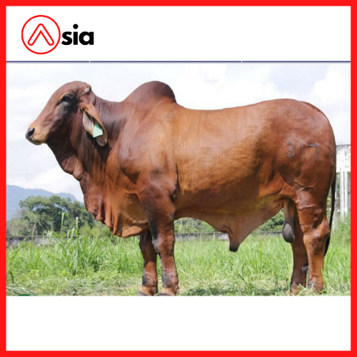 Tinh_bo_brahman_my_8138_0972502797