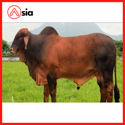 Tinh_bo_brahman_my_8143_0972502797