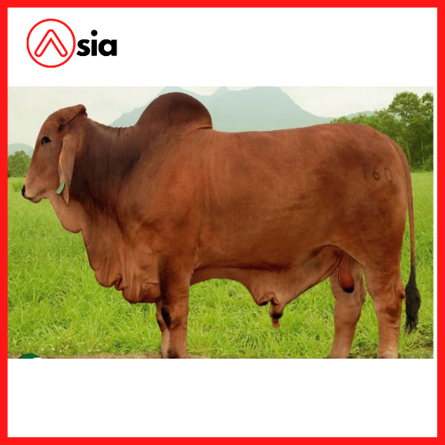 Tinh_bo_brahman_my_8144_0972502797