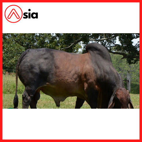 Tinh_bo_brahman_my_99_0972502797