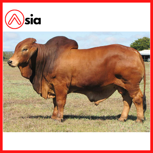 Tinh_bo_brahman_my_rouge_0972502797